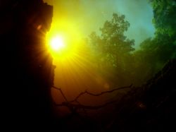 Blending of 2 Worlds! This was taken in Ginnie springs...... by Becky Kagan 